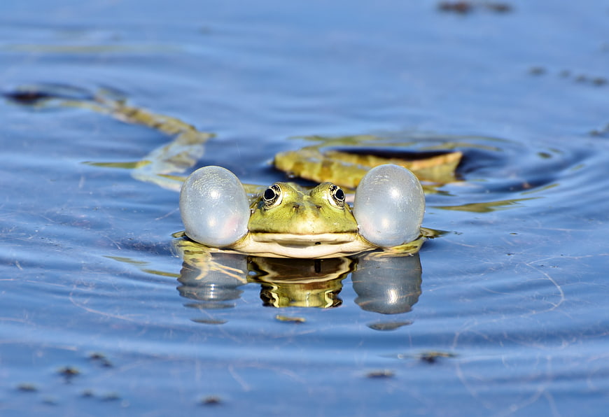 Male frog with inflated vocal sacs swimming in a blue pond