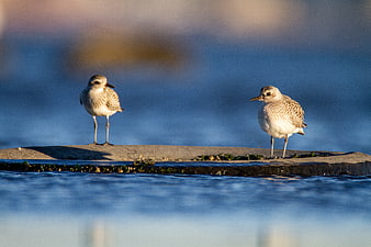 Two Sanderlings Standing on a Rock by the Ocean