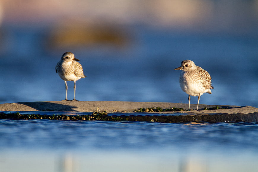 Two Sanderlings Standing on a Rock by the Ocean