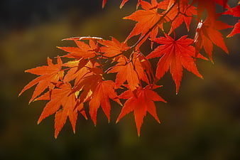 Vibrant Red Japanese Maple Leaves in Autumn Sunlight