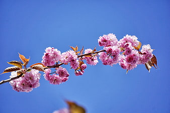 Pink cherry blossoms blooming against a clear blue sky
