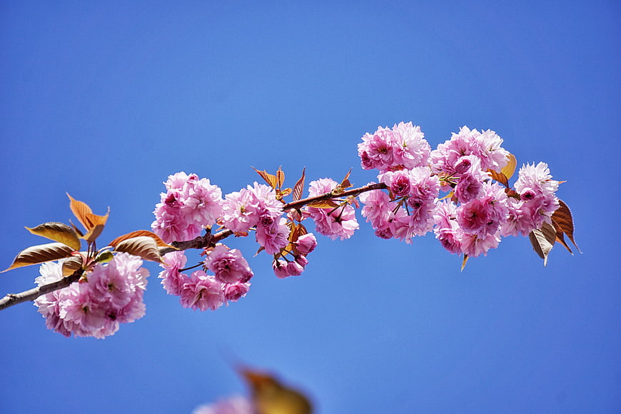 Pink cherry blossoms blooming against a clear blue sky