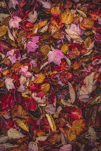 Vibrant wet autumn maple leaves scattered on forest floor