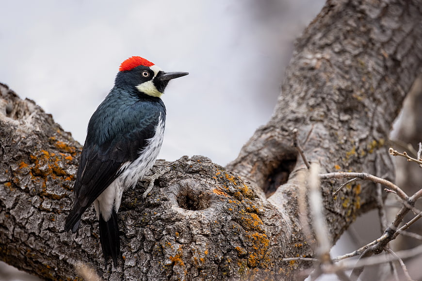 Acorn Woodpecker Perched on Textured Tree Branch