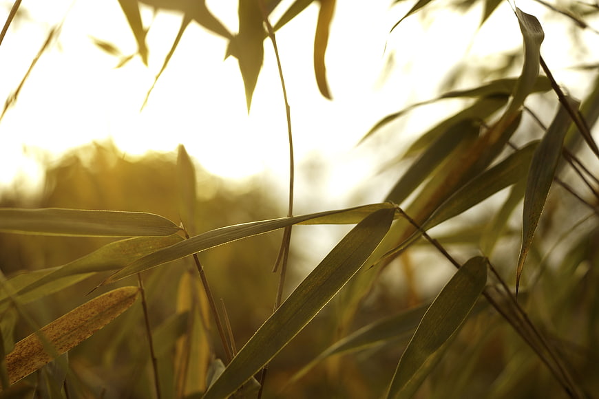 Sunlit bamboo leaves with golden backlight and bokeh