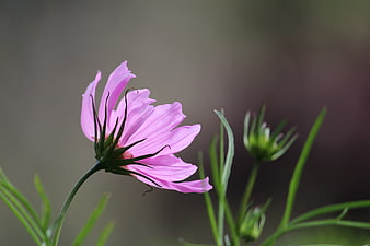 Pink Cosmos Flower Close-Up with Blurred Background