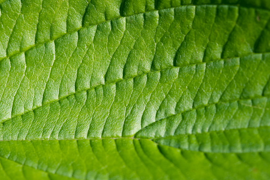 Macro Texture of Green Leaf Veins and Surface