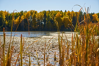 Golden autumn lake with reeds and forest background