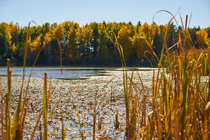 Golden autumn lake with reeds and forest background