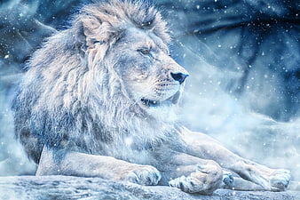 Majestic Lion Resting in Snowy Winter Landscape