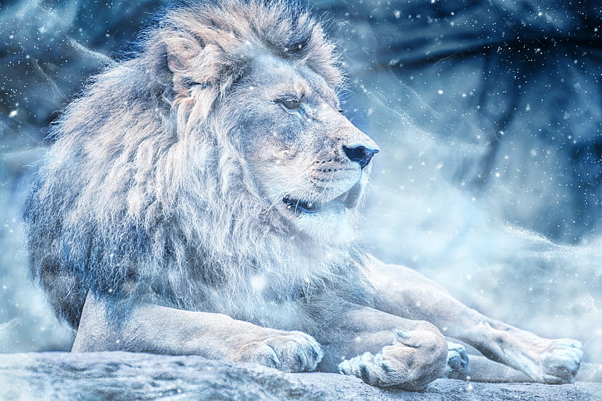 Majestic Lion Resting in Snowy Winter Landscape