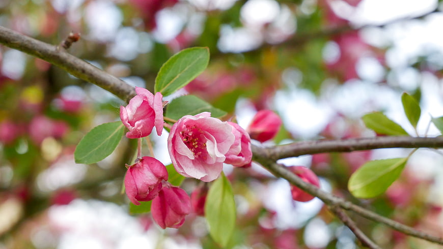 Pink Crabapple Blossoms on Branch with Green Leaves