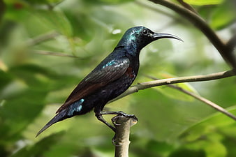 Iridescent Violet Sunbird Perched on Branch