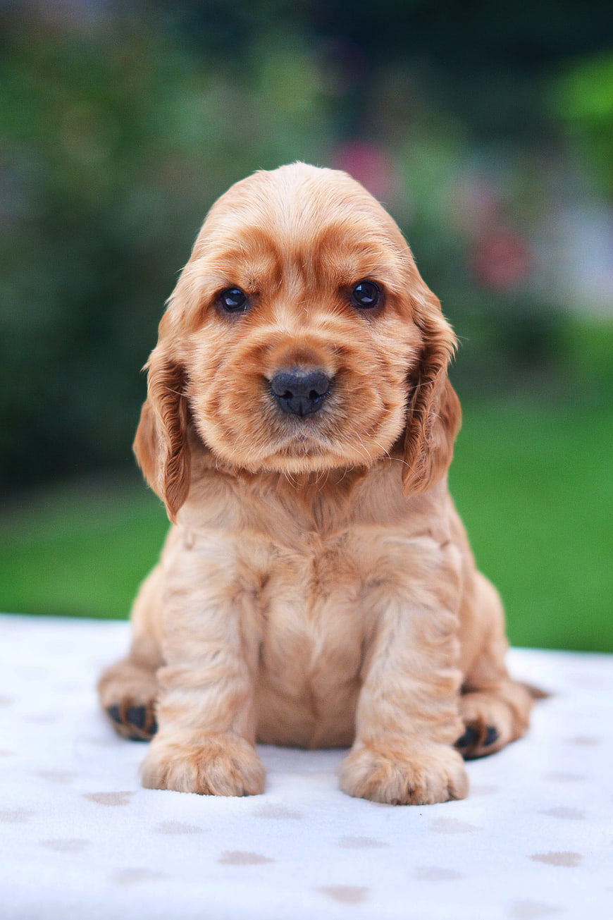 Adorable Golden Cocker Spaniel Puppy Portrait
