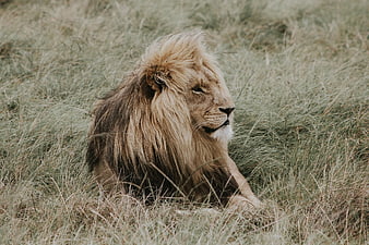 Majestic male lion resting in tall savanna grass