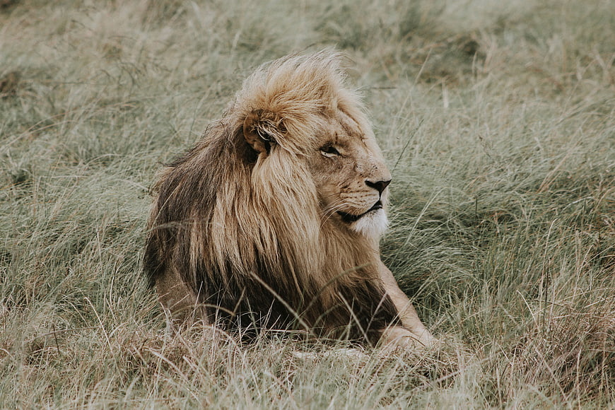 Majestic male lion resting in tall savanna grass
