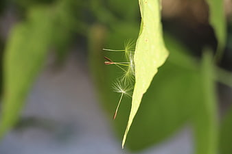 Dandelion seeds clinging to a green leaf edge