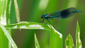 Iridescent Blue Dragonfly Perched on Green Leaf