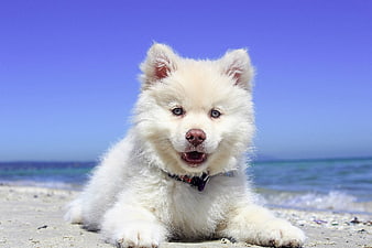 Cute White Puppy Lying on Sandy Beach with Ocean Background