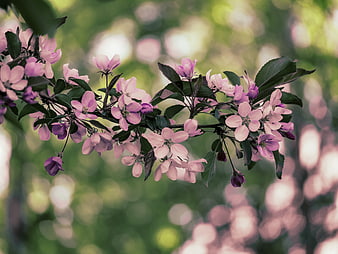 Pink Apple Blossoms on Branch with Green Bokeh Background