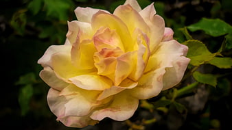 Close-up of a yellow and pink rose in a garden