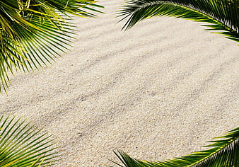 Tropical Palm Leaves Framing White Sand Beach Background