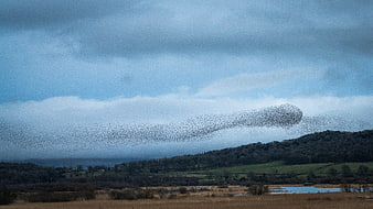Massive Starling Murmuration Flying Over Rolling Countryside Landscape
