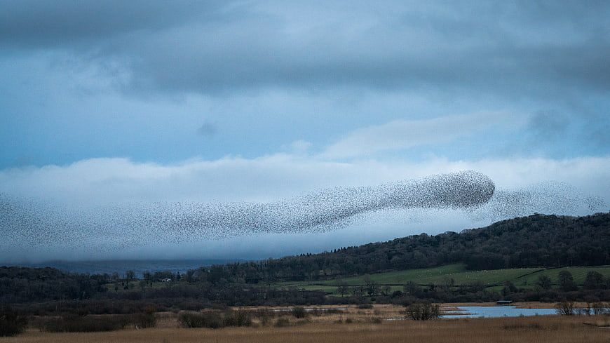 Massive Starling Murmuration Flying Over Rolling Countryside Landscape