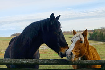 Two Horses Nuzzling Over Wooden Fence in Pasture