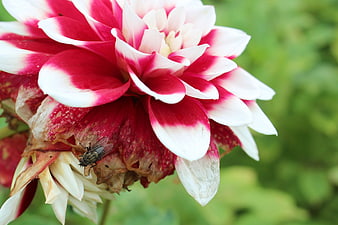 Close-up of Red and White Dahlia with Fly on Withered Petals