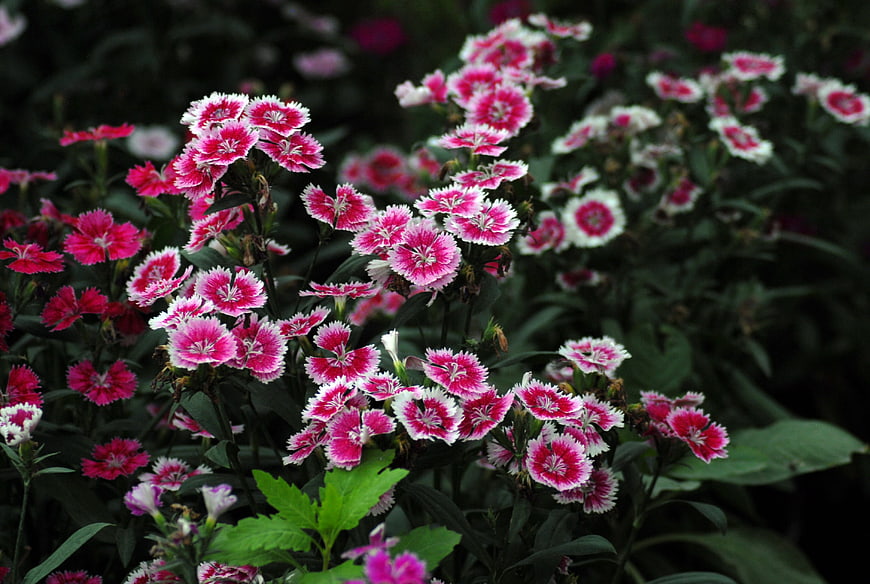 Vibrant pink and white dianthus flowers in a garden