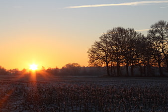 Frosty Winter Sunrise Over Harvested Field with Silhouetted Trees