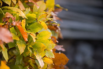 Autumn leaves with yellow and orange foliage against blurred background