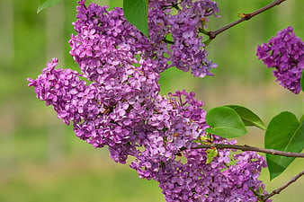 Vibrant purple lilac blossoms blooming on a branch with green leaves
