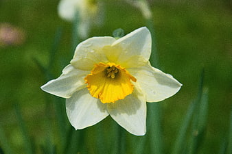 Close-up of a white and yellow daffodil flower in spring