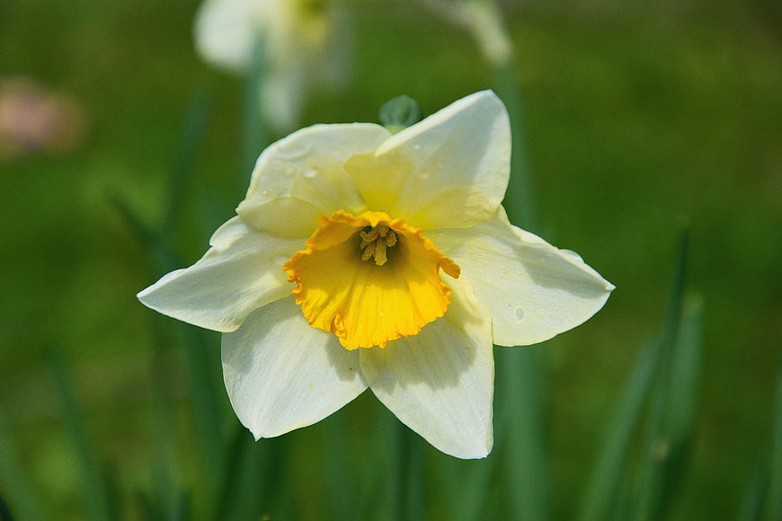 Close-up of a white and yellow daffodil flower in spring