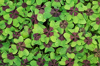 Close-up of green and purple clover leaves with dewdrops