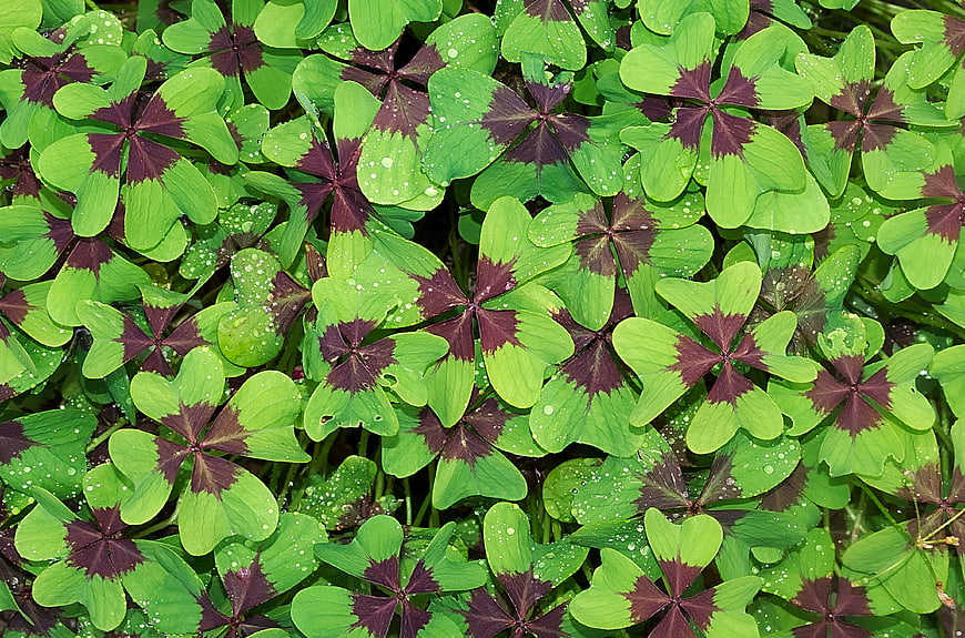 Close-up of green and purple clover leaves with dewdrops