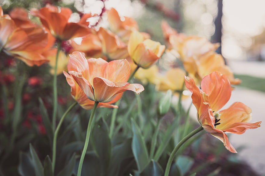 Close-up of vibrant orange tulips in a garden
