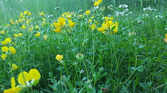 Yellow Buttercup Flowers in Green Meadow