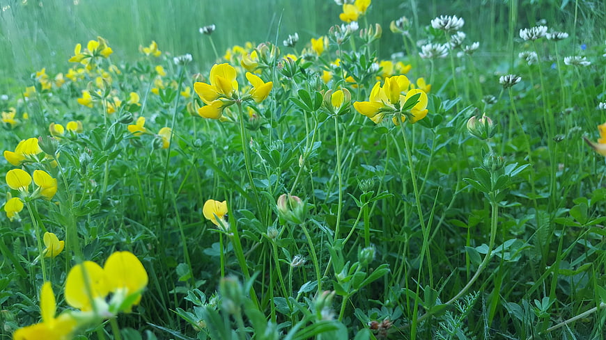 Yellow Buttercup Flowers in Green Meadow