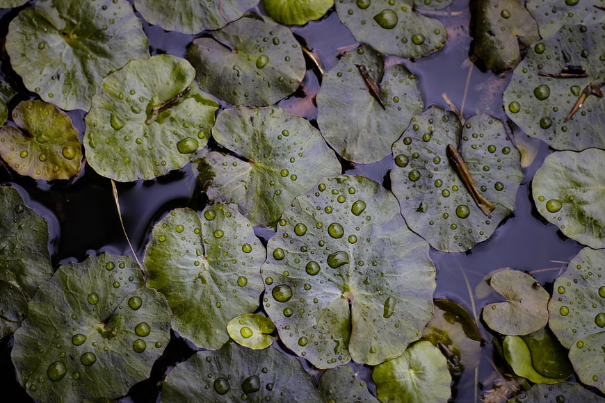 Top View of Green Lily Pads with Raindrops on Dark Water