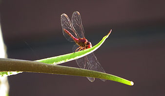 Red Dragonfly Perched on Green Leaf in Nature