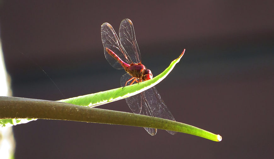 Red Dragonfly Perched on Green Leaf in Nature