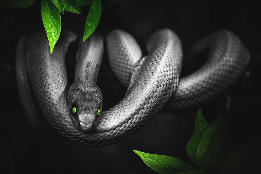 Black and White Snake with Glowing Green Eyes and Leaves