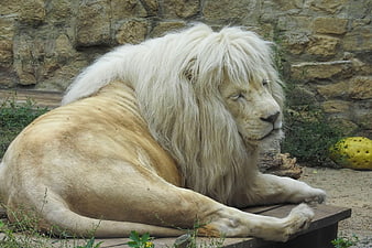 White Lion Resting On Wooden Platform In Zoo Enclosure