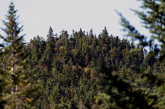 Dense evergreen forest on a hillside with blurred foreground trees