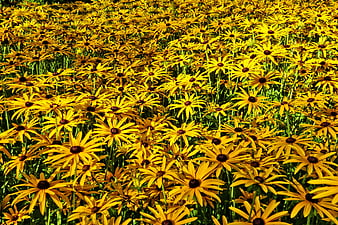 Vibrant field of yellow black-eyed susan flowers in summer