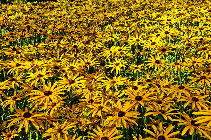 Vibrant field of yellow black-eyed susan flowers in summer