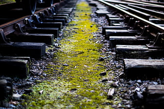 Mossy Railway Tracks with Leading Lines